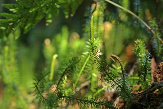 Rungy moss (Lycopodium annotinum)
