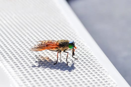 Varicolored fly sits on plastic boat surface