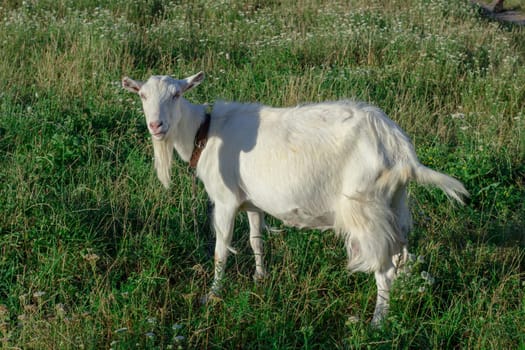White goat grasses on village field, countryside vacation