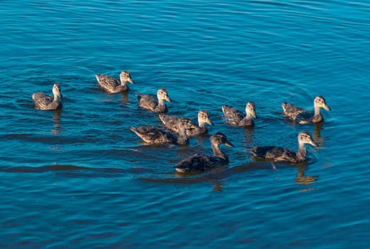 Duck family swims on lake