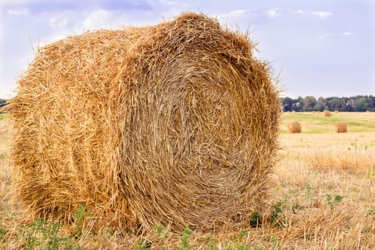 Hay dry stacks on countryside field during harvest time