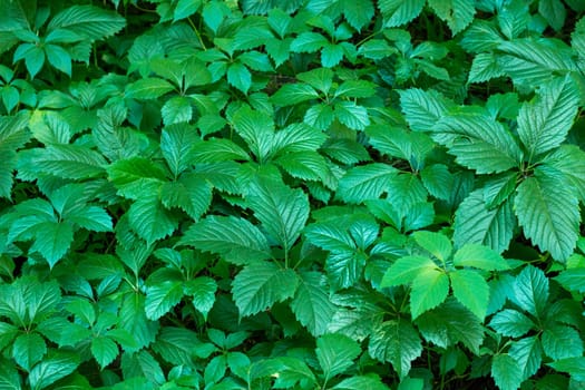 Virginia creeper, wild grape  background