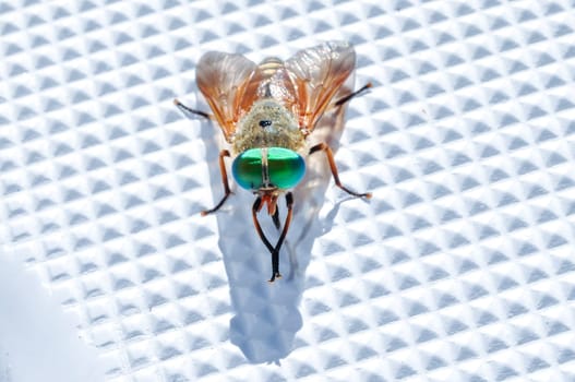 Multicolored fly washes on plastic boat surface