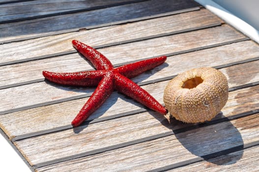 Still life of star fish and seaurchin skeleton on woden background