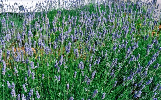 Bumblebees fly in blooming lavender