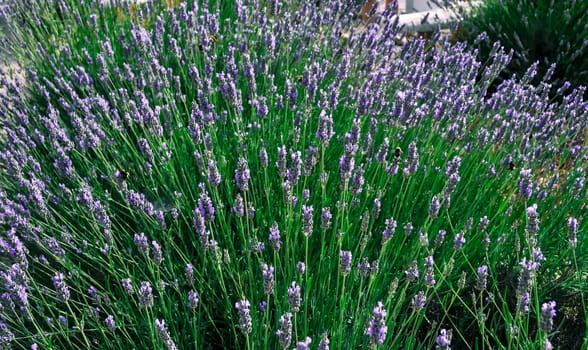 Bumblebees flying in blooming lavender