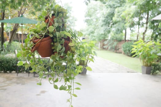 Hanging plant pots decorated in garden, stock photo