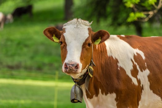 White-brown young cow with a bell on its neck, standing in an orchard from Switzerland and looking straight into the camera.