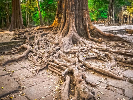 The picture of trees and old temple, Angkor, Cambodia
