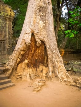 The picture of trees and old temple, Angkor, Cambodia