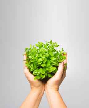 The old female hands holding new green sprout on gray background
