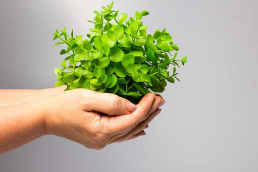 The old female hands holding new green sprout on gray background