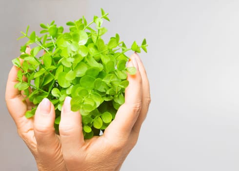 The old female hands holding new green sprout on gray background