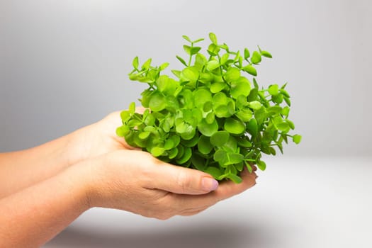 The old female hands holding new green sprout on gray background