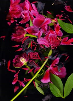 Red flowers of a flower