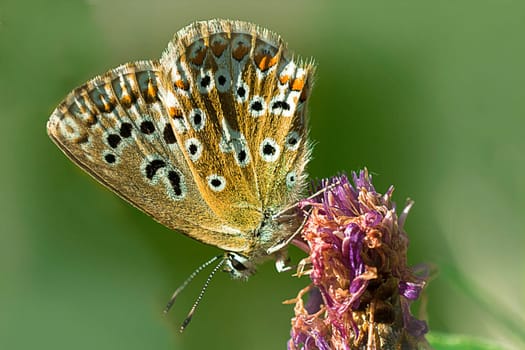 Stork's beak blue on mushy flake flower