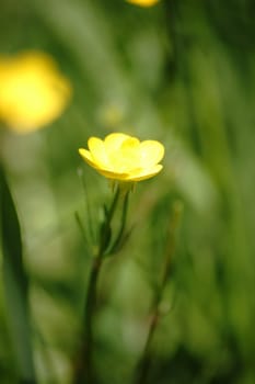 The close-up of a yellow and young marsh yolk flower.
