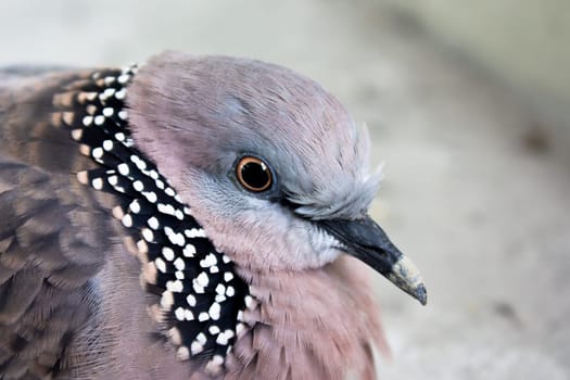 Close up head of bird in oft light.
