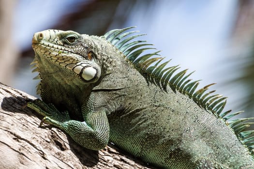 Green Iguana lizard, tropical creature, climbing palm tree in caribbean island of Guadeloupe.