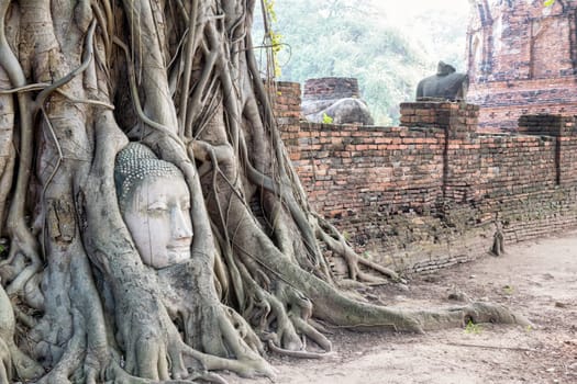 Head parts ruins of ancient buddha statue were covered up the roots of a banyan tree on the old wall at Wat Phra Mahathat temple in Phra Nakhon Si Ayutthaya Historical Park, Thailand