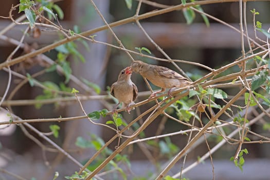 Mother Sparrow Feeding her Baby near Nagarhole National Park in India