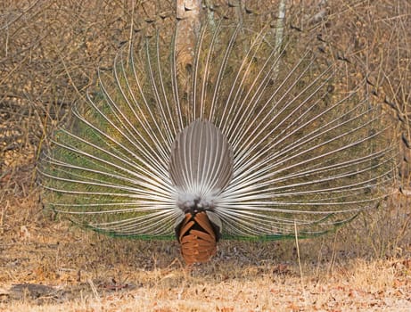 Rear View of a Peacock Displaying in Nagarhole National Park in India