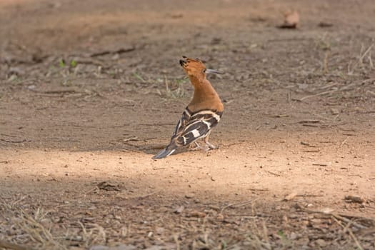 Hoopoe in the Forest in Nagarhole National Park