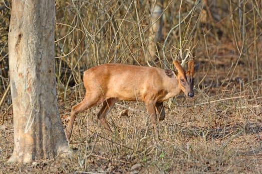 Muntjac in the Forest of Nagarhole National Park in India