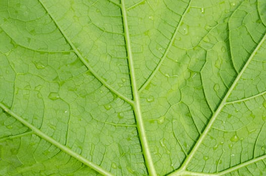 Green leaf with water droplets after rain