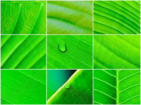 Photo collage of Macro shot of green leaves, nature pattern background