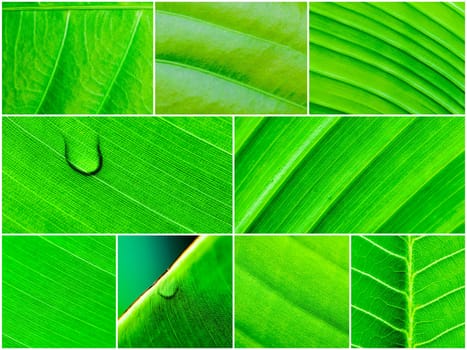 Photo collage of Macro shot of green leaves, nature pattern background