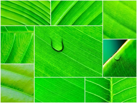 Photo collage of Macro shot of green leaves, nature pattern background