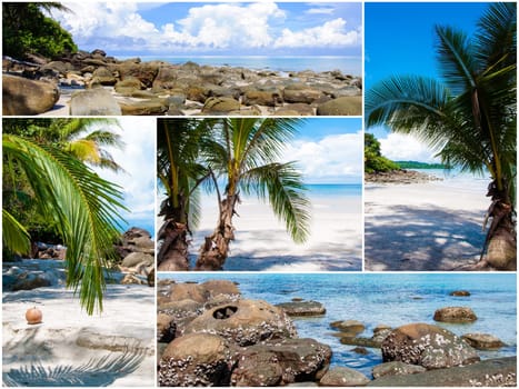 Photo collage of tropical beach with palm trees