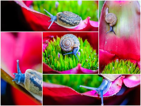 Photo collage of Macro shot of a snail on an colorful exotic plant