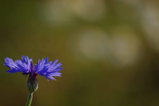 purple wild flower with a lot of space on the picture