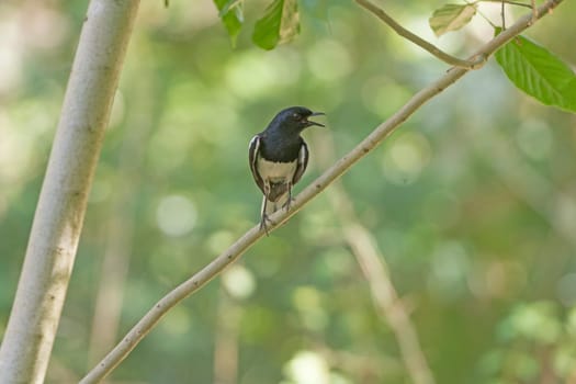 Oriental Magpie-Robin in a Tree near Nagarhole National Park in India
