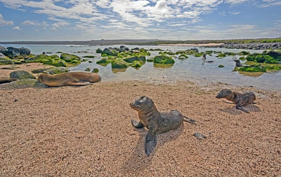 Galapagos Sea Lions on a Remote Beach on Espanola Island in the Galapagos