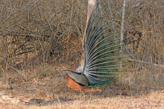 Side View of a Peacock Display in Nagarhole National Park in India