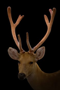 barasingha deer in the dark with spotlight