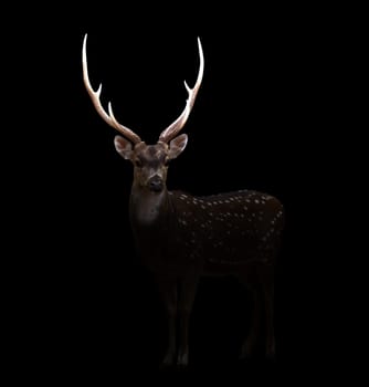 axis deer in the dark with spotlight
