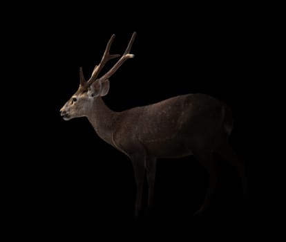 hog deer in the dark with spotlight
