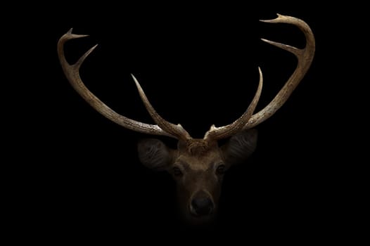 elds deer in the dark with spotlight