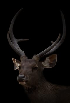sambar deer in the dark with spotlight