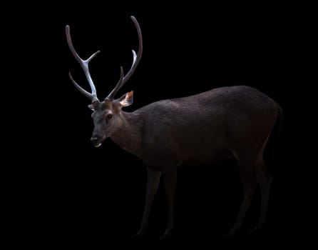 sambar deer in the dark with spotlight