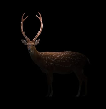 sika deer in the dark with spotlight