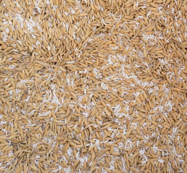 Close up Thailand rice for background