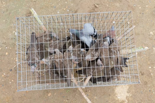 group of pigeon stay tightly in cage