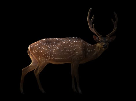 axis deer in the dark with spotlight
