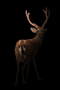 sika deer in the dark with spotlight