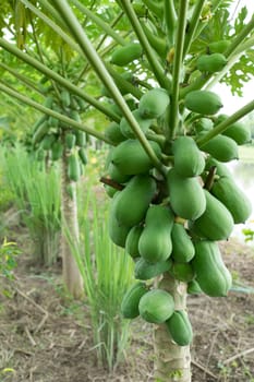 fresh papaya tree with bunch of fruits